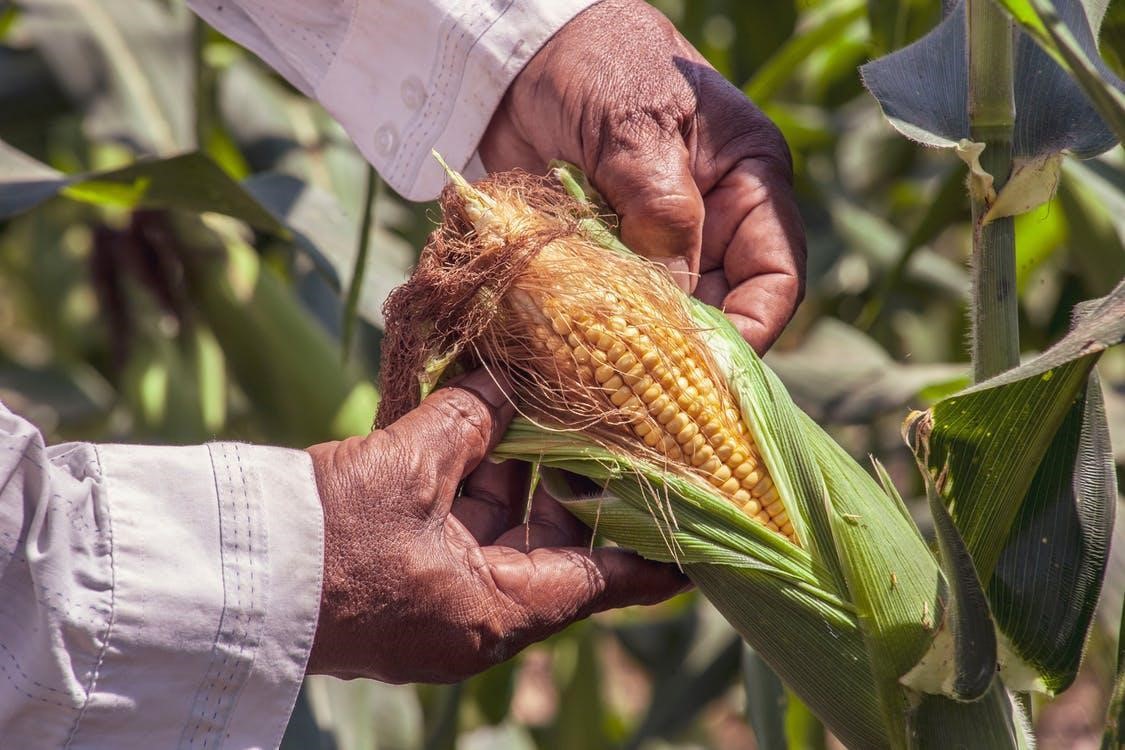 Economía y sustentabilidad mexico