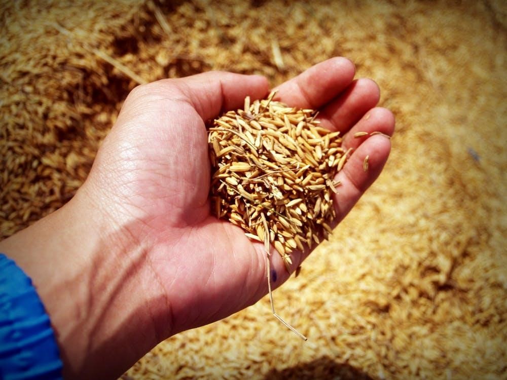 mano de persona ensenando granos de cebada